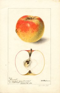 特库姆塞苹果（Malus domestica）（水彩画）