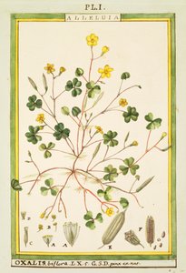 百慕大毛茛（Oxalis biflora或pes-caprae），Delahaye的水彩画。