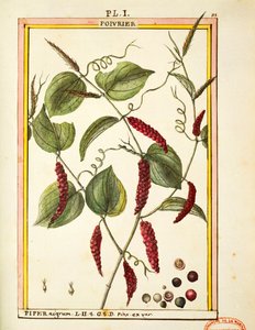 黑胡椒玉米（Piper nigrum），德拉赫耶的水彩画