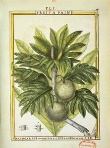 面包果（Artocarpus altilis），Delahaye的水彩画