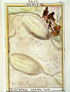 木薯或木薯（Manihot esculenta），Delahaye的水彩画