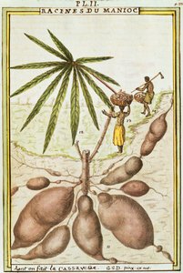 用于制作木薯面包的木薯或木薯根（Manihot esculenta），Delahaye的水彩画。