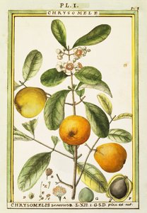 Chrysomele（Chrysomelis senticosa），Delahaye的水彩画。