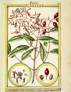 丁香（Caryophyllus Aromaticus），Delahaye的水彩画