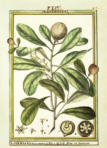Cryptocarya Aromatica，Delahaye的水彩画 作者 德拉哈耶德拉哈耶