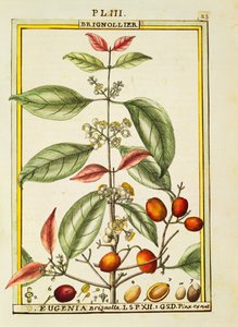 Eugenia Brignolla，Delahaye的水彩画 作者 德拉哈耶德拉哈耶