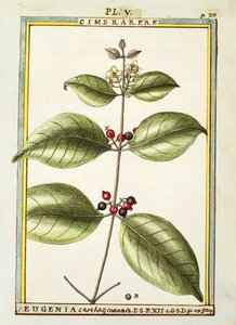 Eugenia Carthaginensis，Delahaye的水彩画