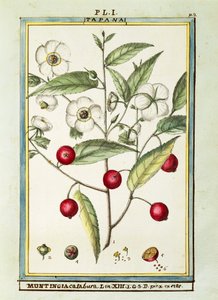 牙买加樱桃（Muntingia calabura），Delahaye的水彩画