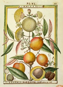 马拉巴尔李子或玫瑰苹果（Eugenia Jambos或Syzygium Jambos），Delahaye的水彩画。
