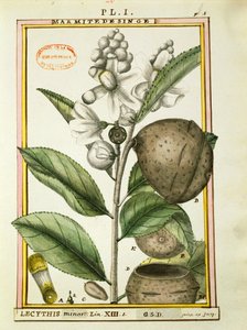 猴罐头坚果（lecythis minor），Delahaye的水彩画
