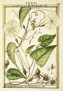 月亮花或月亮藤（Ipomoea Alba），Delahaye的水彩画