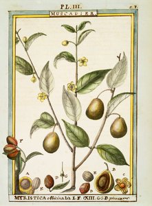 肉豆蔻（Myristica fragrans or officinalis），Delahaye的水彩画。