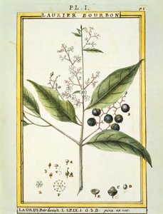 红海湾树（Laurus borbonia或Persea carolinensis），Delahaye的水彩画