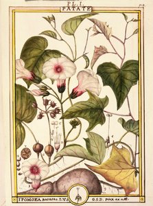 红薯（Ipomea batatas），Delahaye创作，水彩画