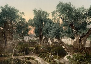 客西马尼花园，耶路撒冷，圣地，约 1890-1900 年（感光照片印刷品） 作者 底特律摄影公司