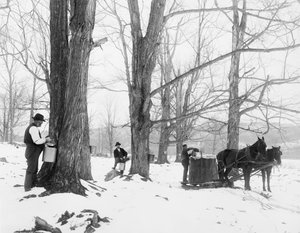 Gathering sap in a Vermont maple sugar camp 作者 底特律出版公司