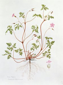 赫伯罗伯特（wc在纸上） 作者 戴安娜·埃弗里特（Diana Everett）
