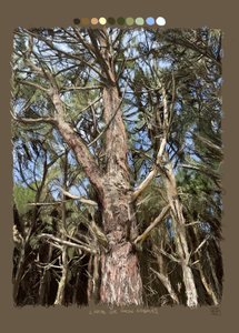 组成树木的线条，2022（用 iPad 制作的数字艺术作品）