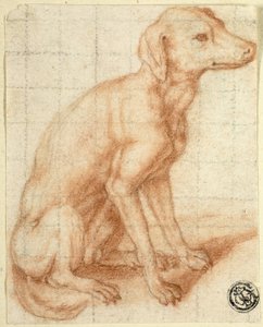 寻回犬