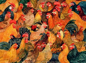 好禽 作者 迪兹