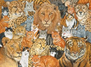 半野猫传播 作者 迪兹