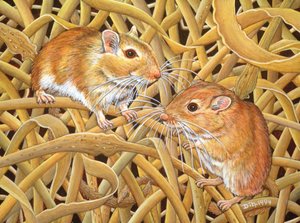 Gerbils，1994 作者 迪兹