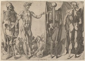 骷髅和剥皮的尸体，约1540-1545年。