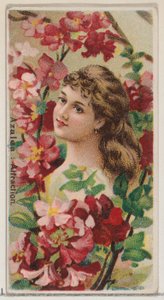杜鹃花：吸引力，来自《花之美和花之语》系列的N75，为杜克...，1892年。 作者 唐纳森兄弟