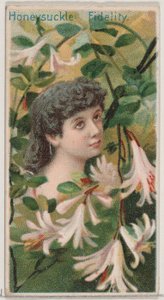 金银花：Fidelity，来自D.的《花之美和花之语》系列N75，1892年。