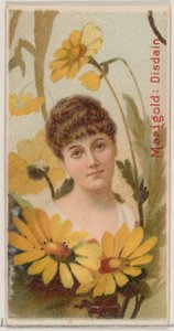 金盏花：不屑一顾，出自《花之美和花之语》系列N75，为杜克......，1892。 作者 唐纳森兄弟