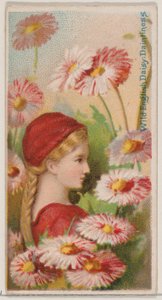 英国野生雏菊：Daintiness，选自《花之美和花之语》系列N...，1892年。