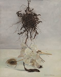 根 作者 多纳泰拉·梅洛