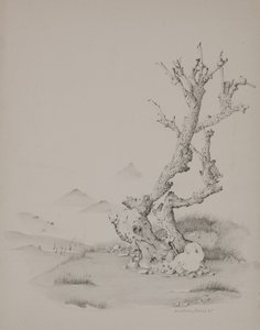 后备箱 作者 多纳泰拉·梅洛