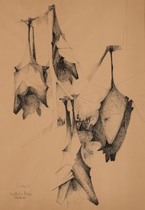 吸血鬼 作者 多纳泰拉·梅洛