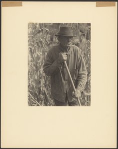 [高粱地里锄地的男人] 作者 多丽丝·乌尔曼（Doris Ulmann）