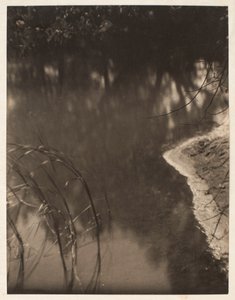 研究水中倒映的树木，约 1925-34 年（铂金版画）