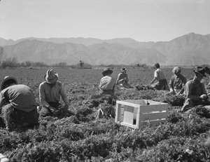来自得克萨斯州、俄克拉荷马州、密苏里州、阿肯色州和墨西哥、加利福尼亚州的拔萝卜者