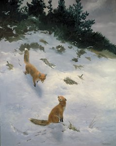 一见钟情，雪地狐狸