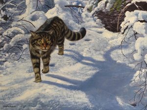 苏格兰野猫（布面油画）