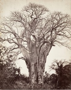 莫赫利的猴面包树，1863年。
