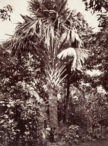 大拉塔尼耶，1863年。