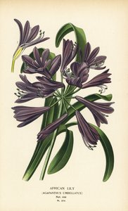 非洲百合，Agapanthus africanus (Agapanthus umbellatus)。 彩色平版印刷，出自 Desire Bois 的插图，出自爱德华·斯特普 (Edward Step) 最喜欢的花园和温室花卉，弗雷德里克·沃恩 (Frederick Warne)，伦敦 作者 Desire Georges Jean Marie Bois