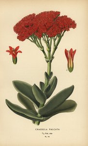 飞机植物，Crassula perfoliata var. 下巴。