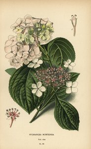 大叶绣球花，Hydrangea macrophylla。