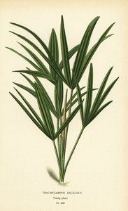 阔叶棕榈或竹棕榈，Rapis excelsa (Trachycarpus excelsus)。 彩色平版印刷，出自 Desire Bois 的插图，出自爱德华·斯特普 (Edward Step) 最喜欢的花园和温室花卉，弗雷德里克·沃恩 (Frederick Warne)，伦敦