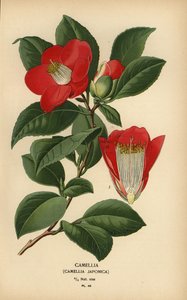 山茶花 作者 Desire Georges Jean Marie Bois