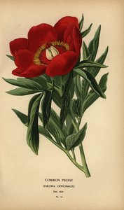普通牡丹，Paeonia officinalis。 作者 Desire Georges Jean Marie Bois