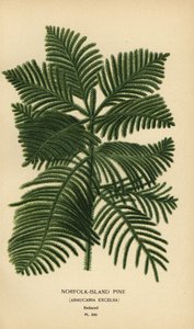 库克松、南洋杉。 （诺福克岛松，Araucaria excelsa）。 彩色平版印刷，出自 Desire Bois 的插图，出自爱德华·斯特普 (Edward Step) 最喜欢的花园和温室花卉，弗雷德里克·沃恩 (Frederick Warne)，伦敦