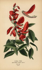 珊瑚树，Erythrina crista-galli。 作者 Desire Georges Jean Marie Bois