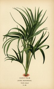 卷曲的棕榈树，Howea belmoreana。 易受伤害的。 彩色平版印刷，出自 Desire Bois 的插图，出自爱德华·斯特普 (Edward Step) 最喜欢的花园和温室花卉，弗雷德里克·沃恩 (Frederick Warne)，伦敦 作者 Desire Georges Jean Marie Bois
